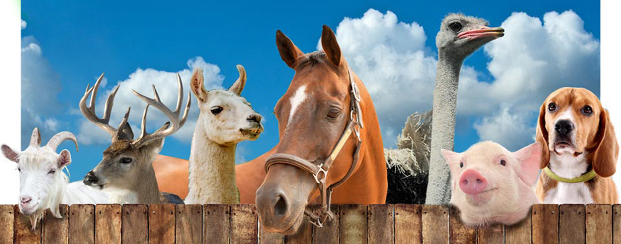 Fly Control For Goats by Useful Farm Products